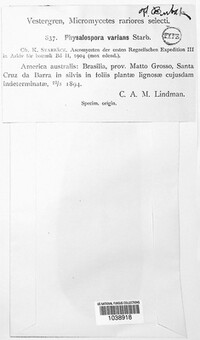 Telimena balansae image